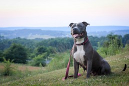 Smiling gray dog sits on top of scenic hillside