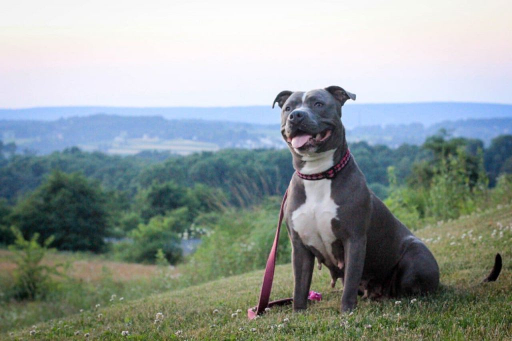 Smiling gray dog sits on top of scenic hillside